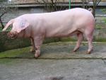 French Landrace | Pig | Pig Breeds